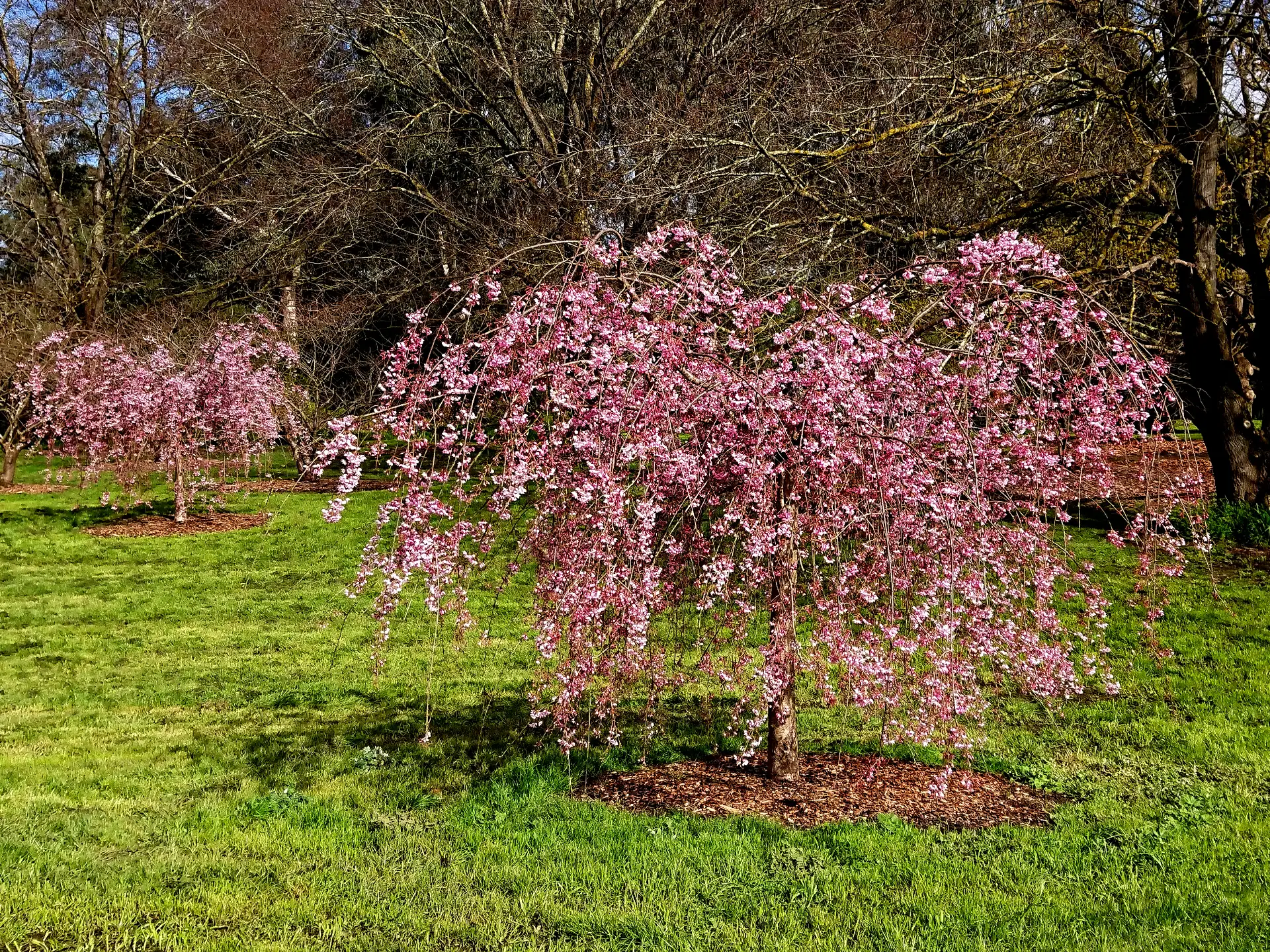Banksia Park Cherry Grove