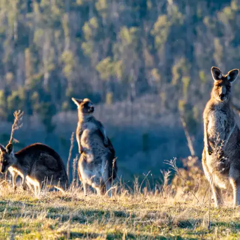 Namadgi National Park